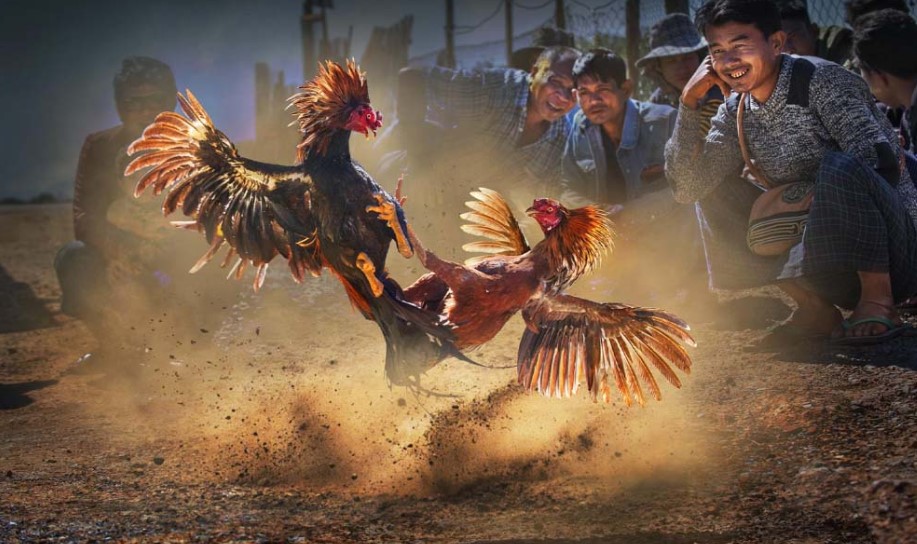 Điểm cần nhớ khi nạp và theo dõi chọi gà Thomo