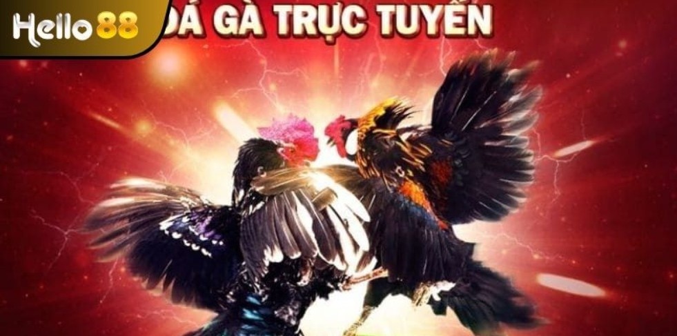 Điểm qua các thể loại đá gà phổ biến